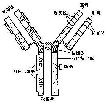 免疫性血小板减少症