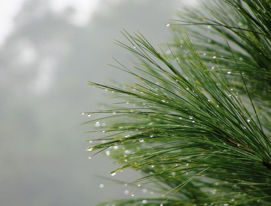 松针-+搜狗百科