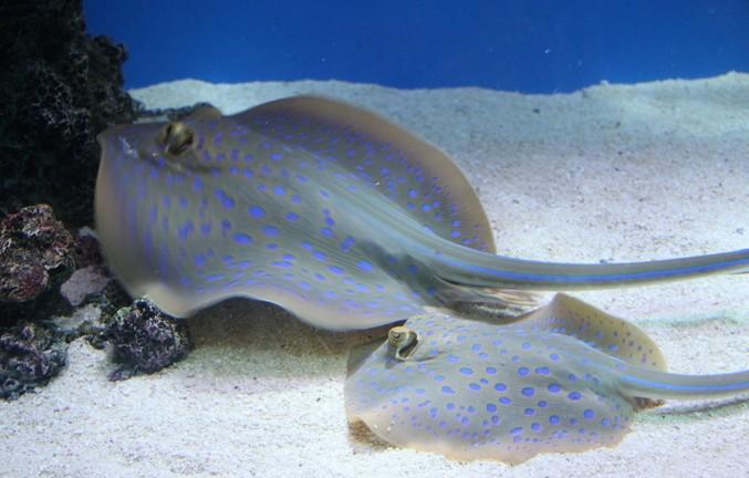 鳐鱼体型大小各异:小鳐成体仅50厘米;大鳐可长达2