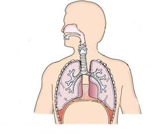 机体与外界环境之间的气体交换过程,称为呼吸.通过呼吸,机体从大气