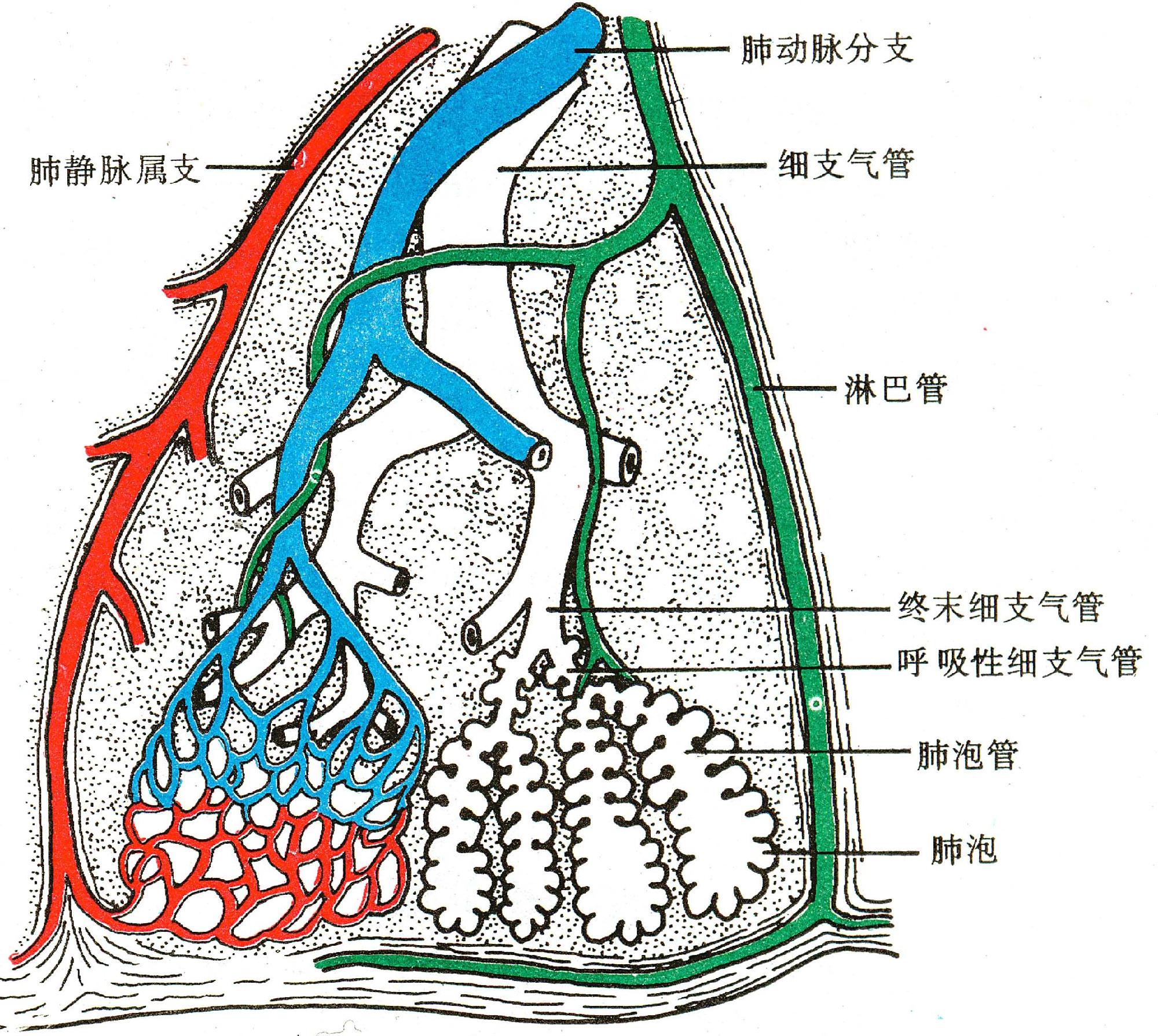 肺解剖图结构