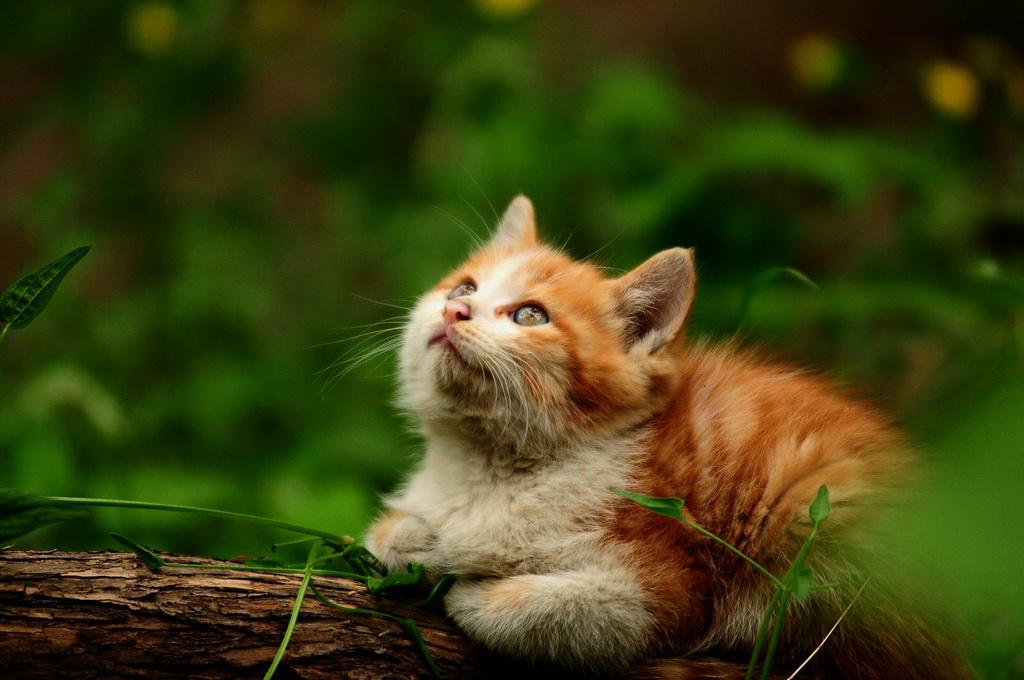 Quellbild anzeigen Bildergebnis für rot katzenbaby