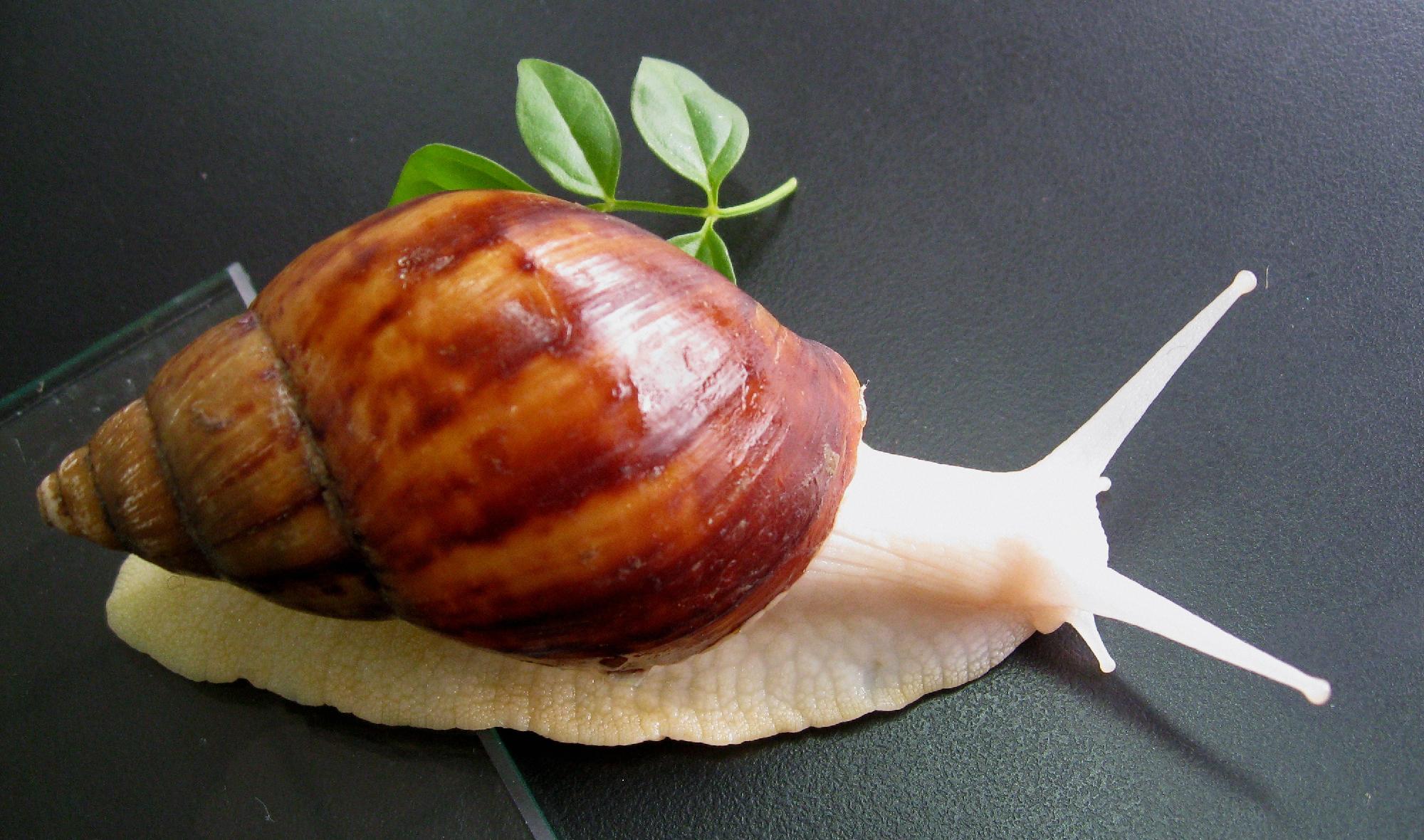 蜗牛这么可爱，法国人为什么要吃它？_勃艮第