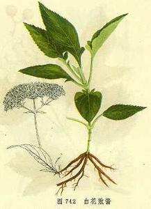 败酱草