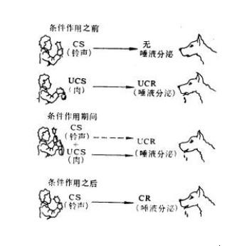 什么是条件反射