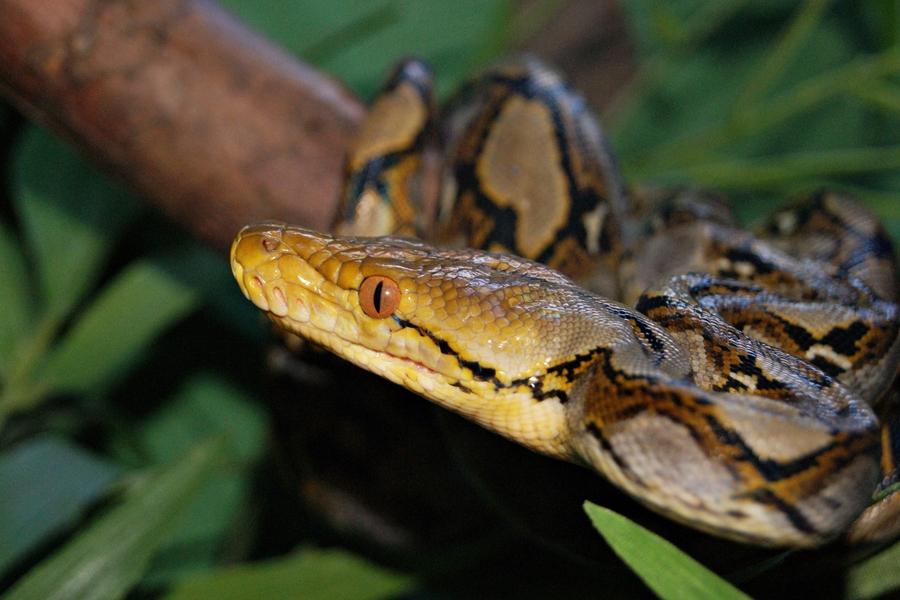 蟒蛇头小呈黑色,眼背及眼下有一黑斑,喉下黄白色,腹鳞无明显分化.
