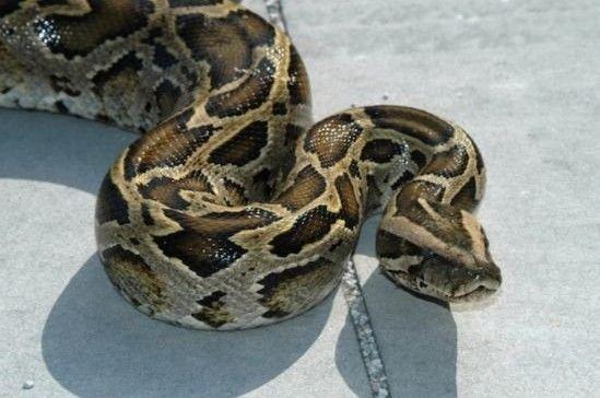 缅甸蟒的性情很温和,很适合作为宠物饲养