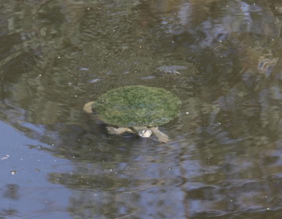 绿毛龟+-+搜狗百科