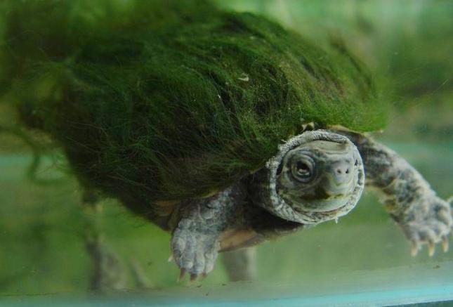 绿毛龟+-+搜狗百科