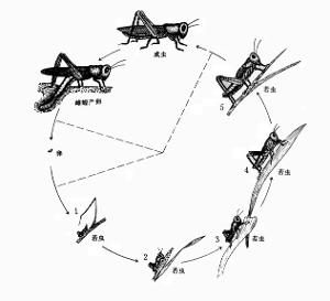 蝗虫的发育过程比较复杂(如图).它的一生是从受精卵开始的.
