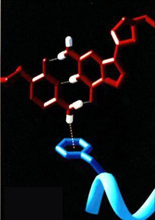 某些分子内,例如hno3,邻硝基苯酚分子可以形成分子内氢键,还有一个