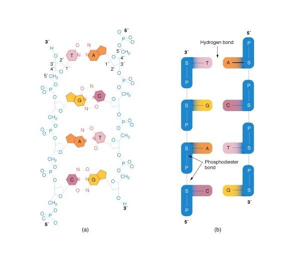 分子间形成氢键时,化合物的熔点,沸点显著升高.