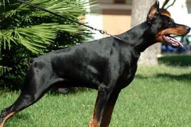 杜宾犬