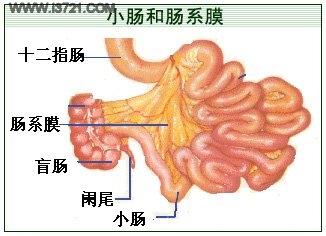 肠系膜脂肪炎