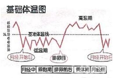 <em>女性</em>的<em>排卵日期</em>一般在下次月经来潮前的11-14
