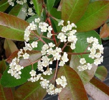  石楠花 +-+搜狗百科