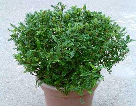 清香木_清香木为什么老掉叶_清香木图片 | 知客分享