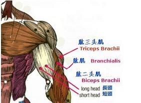 中文名:肱二头肌 外文名:musculus biceps brachii 位置:上臂前侧