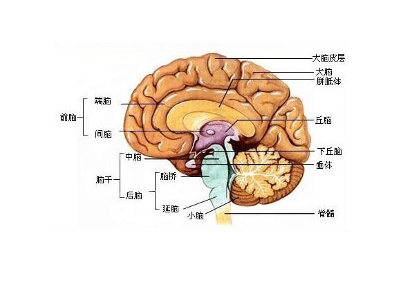脑包括端脑,间脑,中脑,脑桥和延髓,分布着很多由神经细胞集中而成的