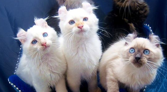 美国卷耳猫