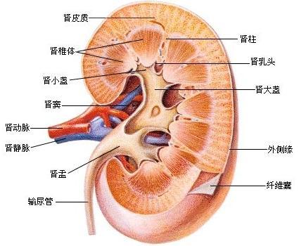 肾髓质囊性病