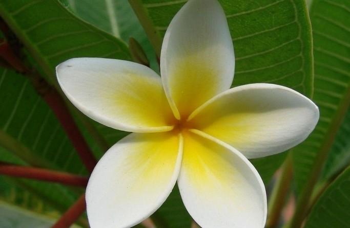 鸡蛋花 