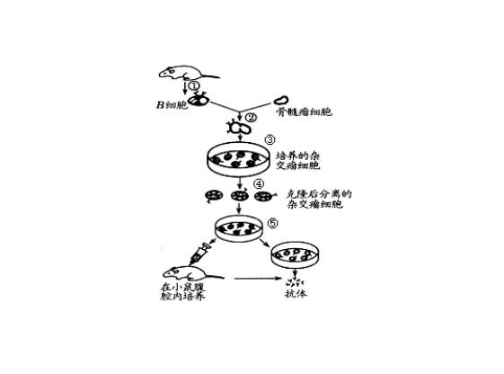单克隆抗体制备图示