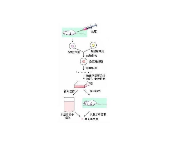 单克隆抗体制备流程