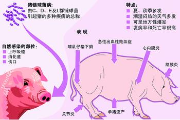 猪链球菌病是由多种致病性链球菌感染引起的一