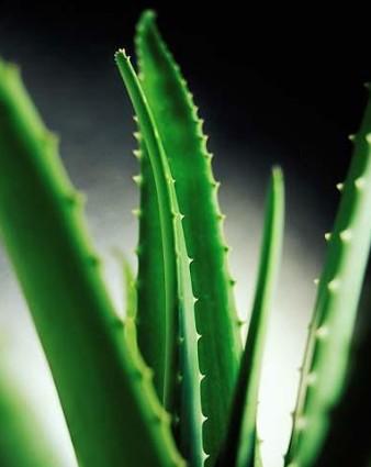 库拉索芦荟+-+搜狗百科