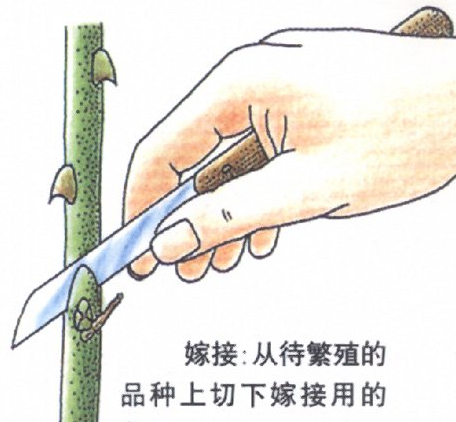 嫁接