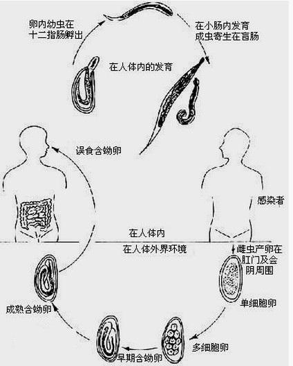 全部版本 历史版本  于蛲虫特殊的产卵习性,粪便中虫卵检出的阳性率为