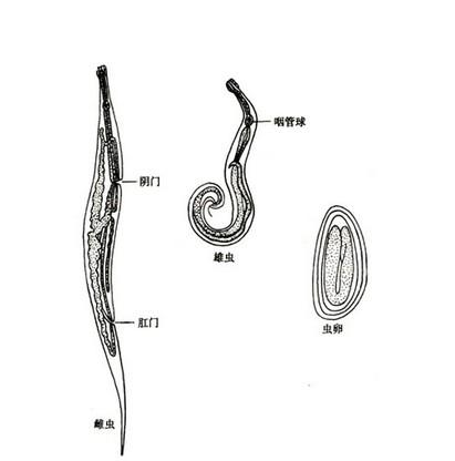 鄂口线虫在皮肤照片