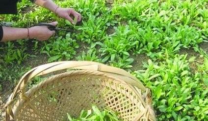 马兰头治水肿尿涩:马兰菜