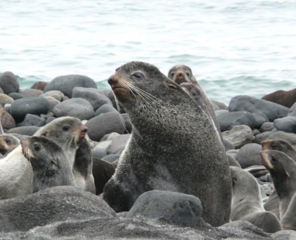 海狮