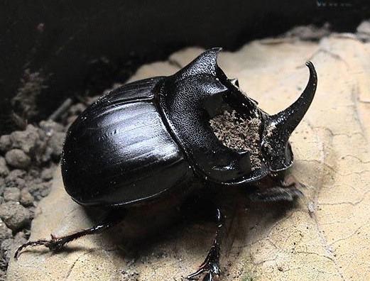 老北京的记忆 馆藏分类食物蜣螂(dung beetle:勺状头型的昆虫,可将