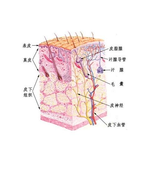 成纤维细胞激活蛋白在甲状腺乳头状癌间质中的表达及意义