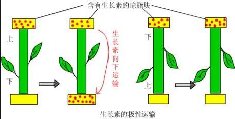 生长素极性运输