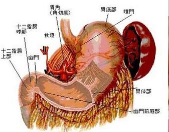 胃黏膜脱垂