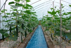 关于无土栽培_技术应用_技术中心_中国农机总