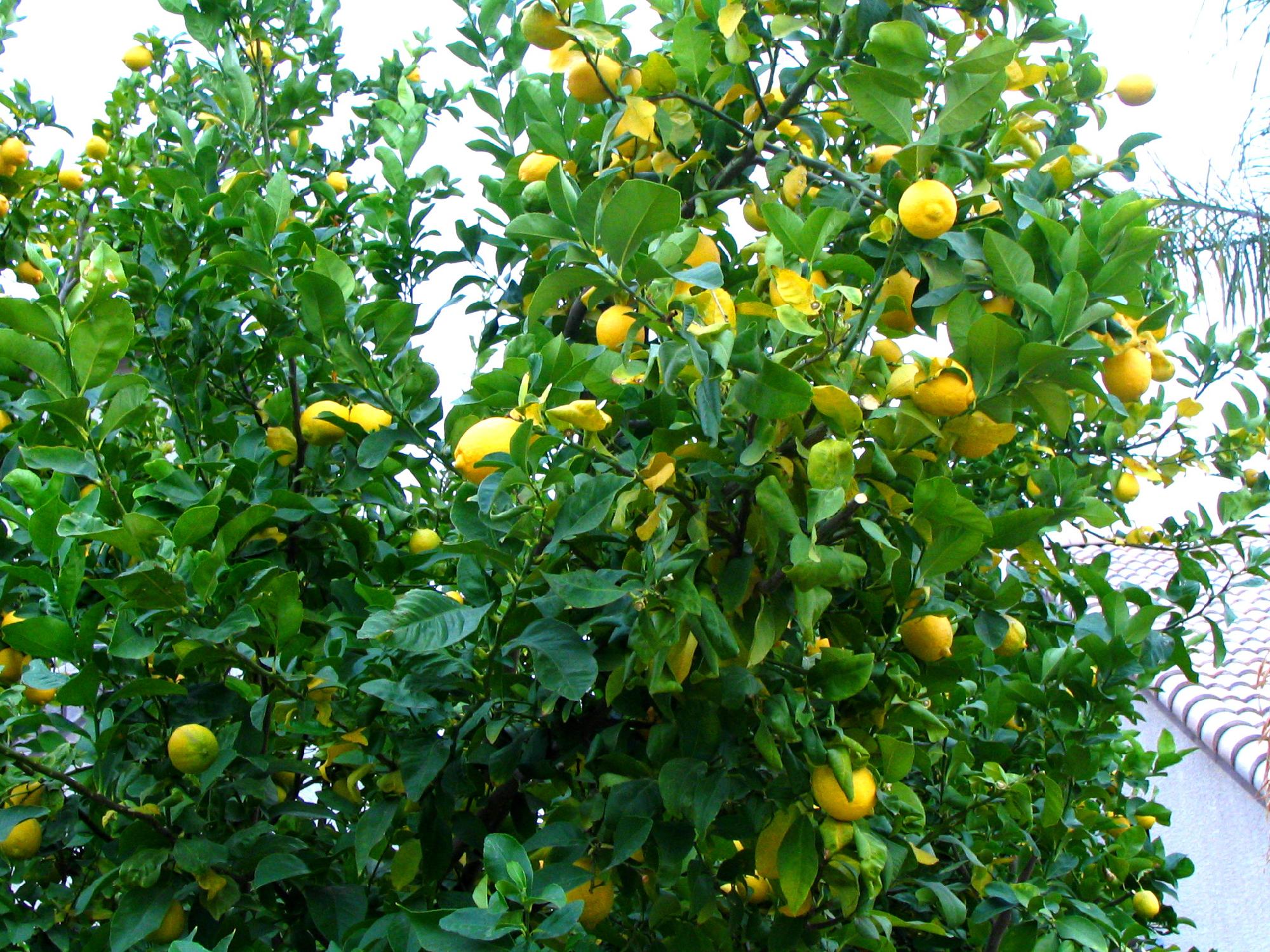 檸檬樹