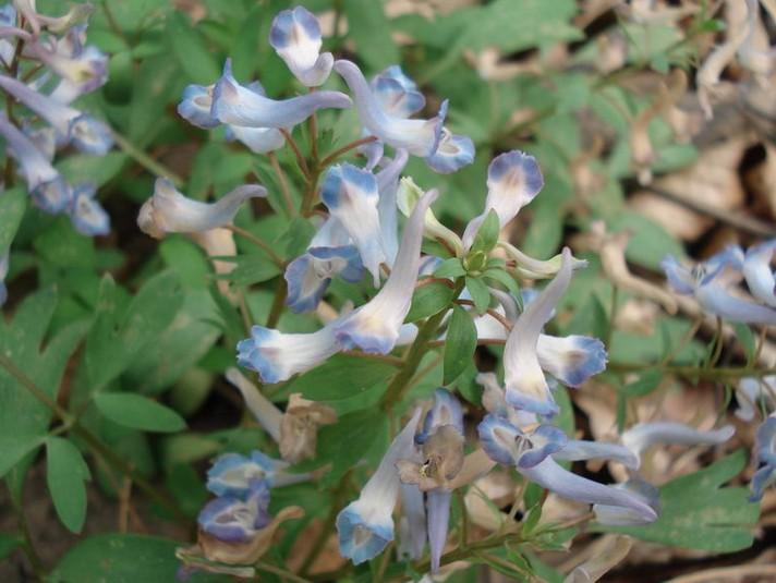 延胡索高9~20厘米;块茎呈球形;花瓣紫红色