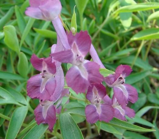 延胡索+-+搜狗百科