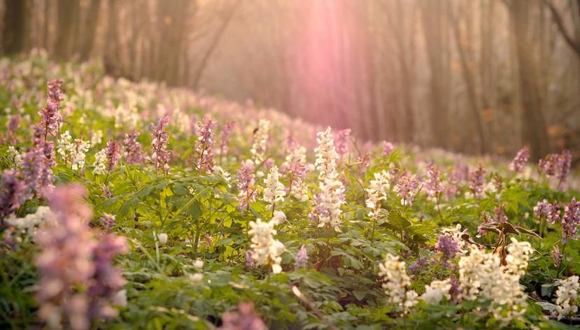 延胡索+-+搜狗百科