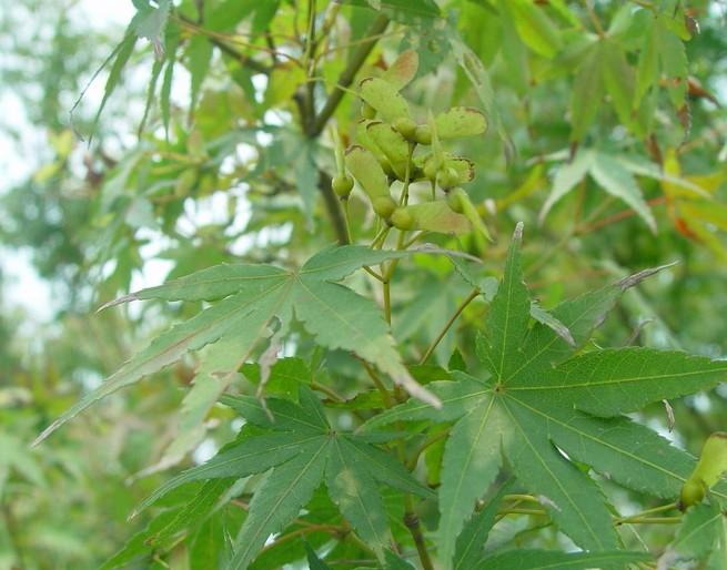 鸡爪槭(拉丁文名:acer palmatum thunb,又名:鸡爪枫),属槭树