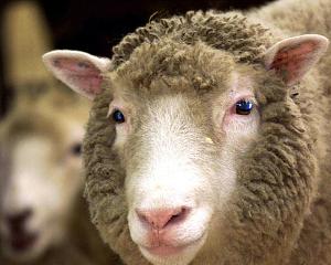 世界上第一只克隆羊