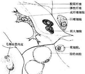 结缔组织