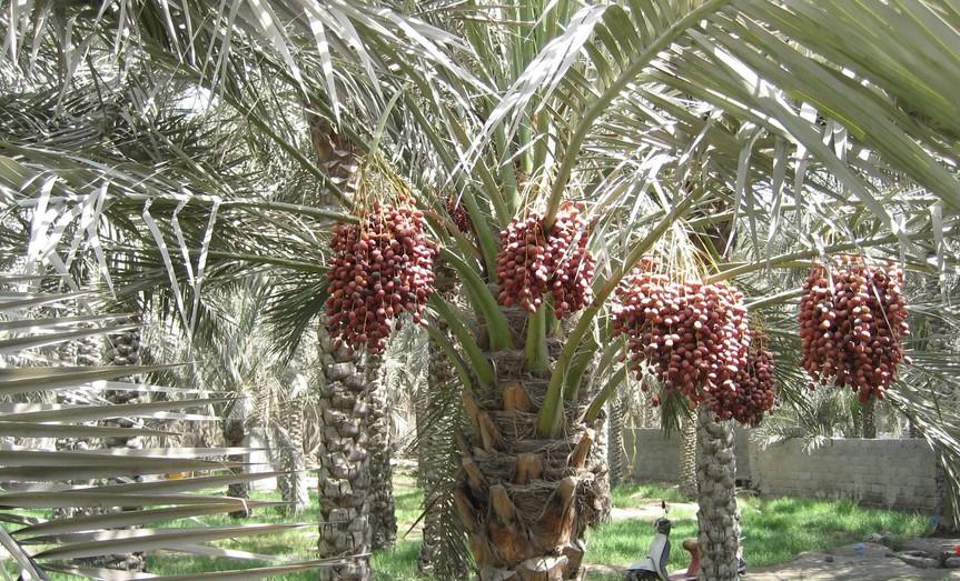 生长习性 椰枣树具有耐旱,耐碱,耐热而又喜欢潮湿的特点.