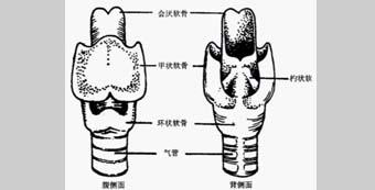 喉室脱垂