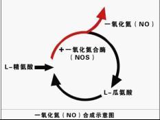 外源一氧化氮对百合鲜切花的生理效应